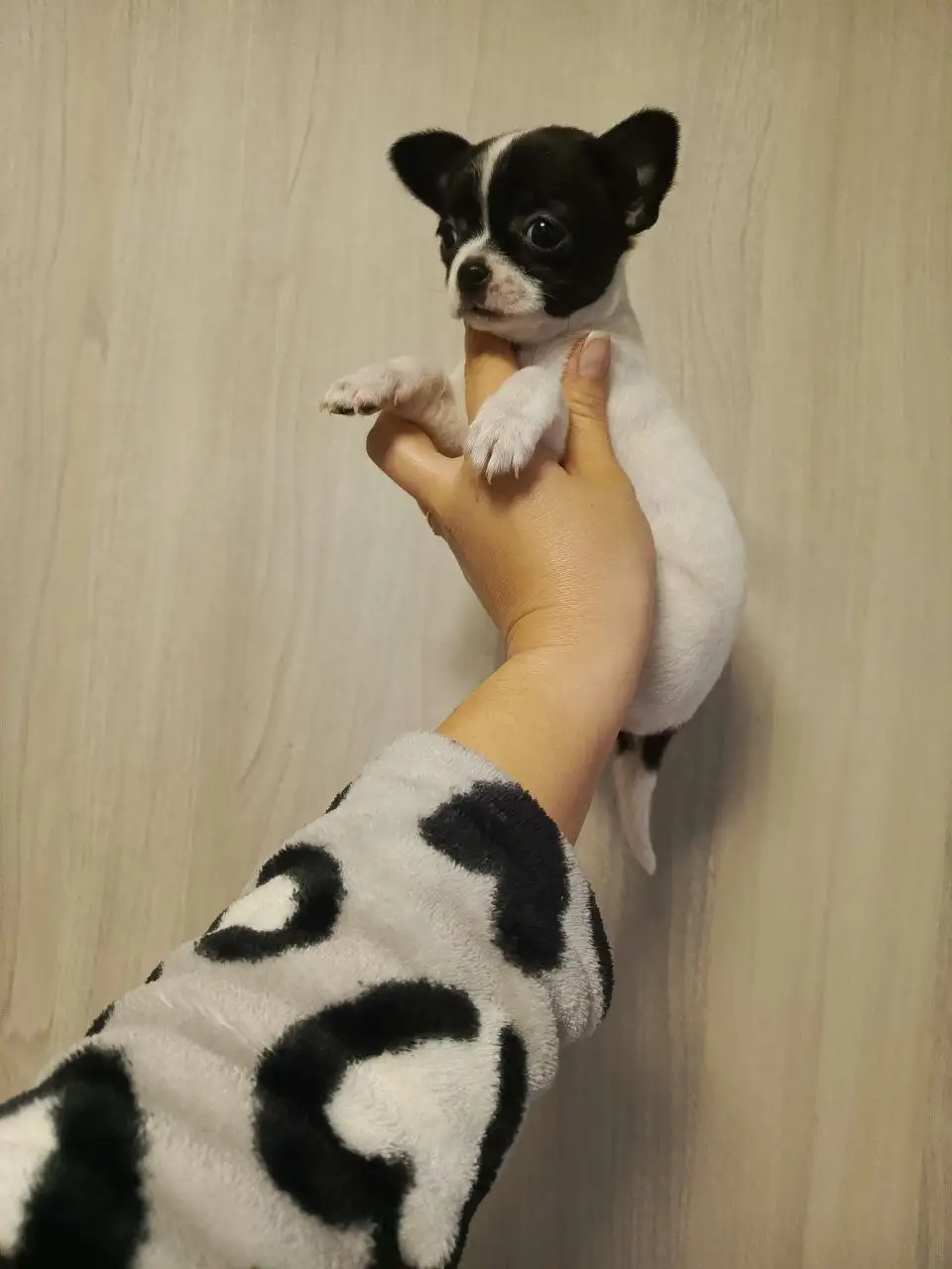 Щенки Чихуахуа в Симферополе - Собаки (Животные) в Симферополь