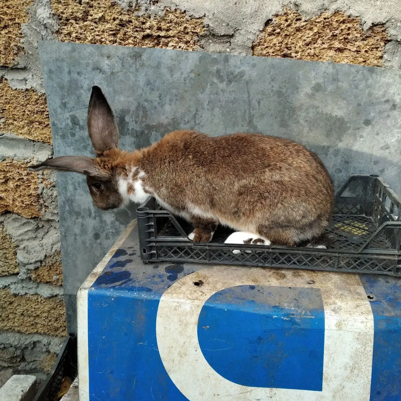 Продажа мяса кроликов - Животные на разведение (Животные) в Симферополь