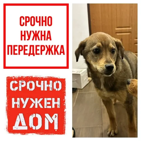 Срочная передержка для щенка девочки - Животные в Симферополь