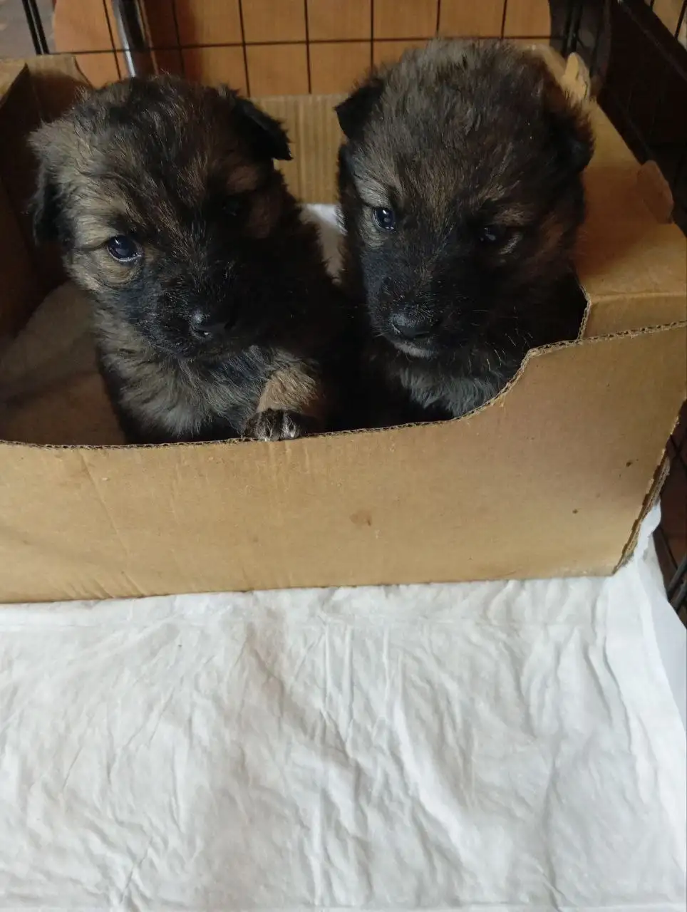 Срочное пристройство животных в Симферополе - Животные в Симферополь