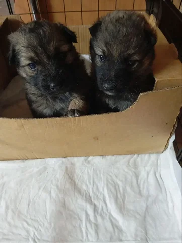 Срочное пристройство животных в Симферополе - Животные в Симферополь