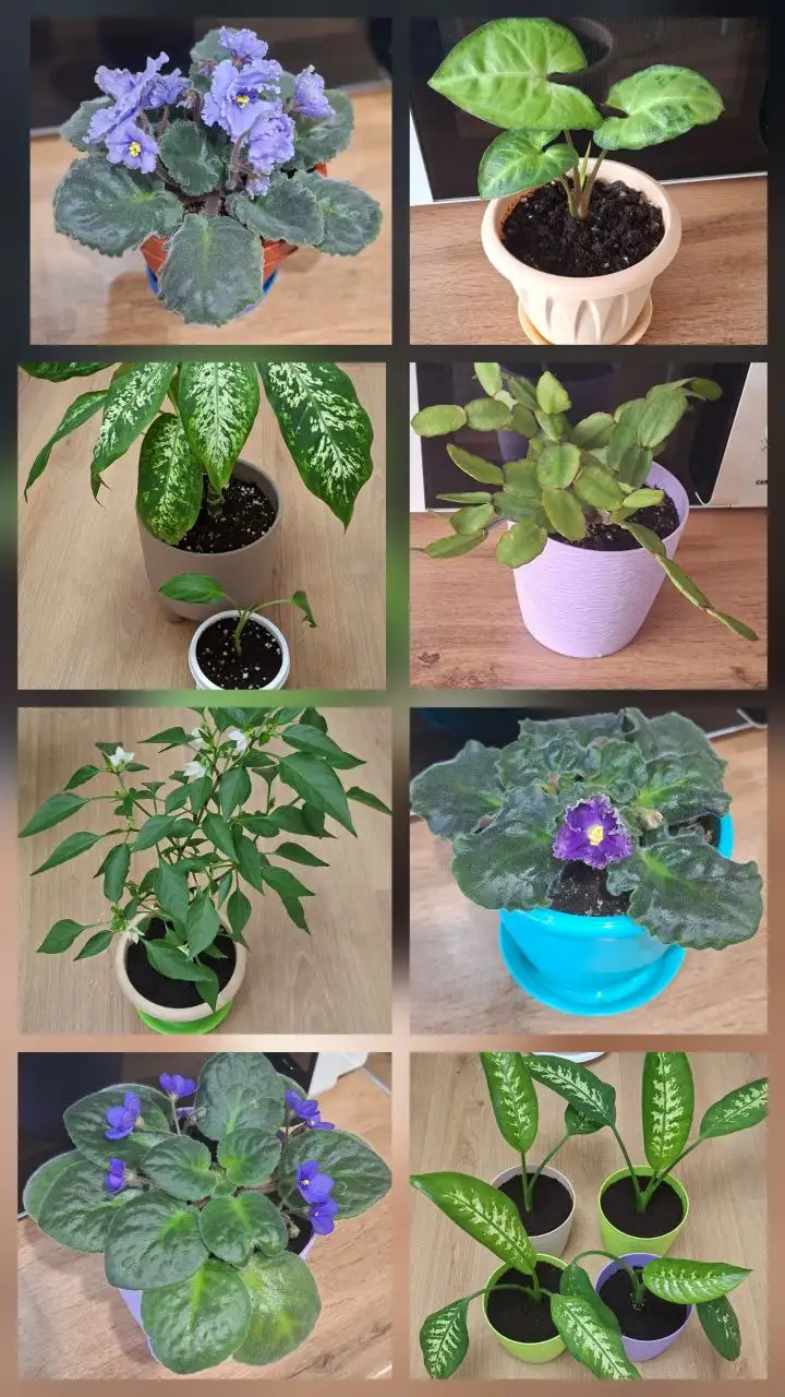 Продажа комнатных растений с горшками - Растения (Хобби и отдых) в Симферополь