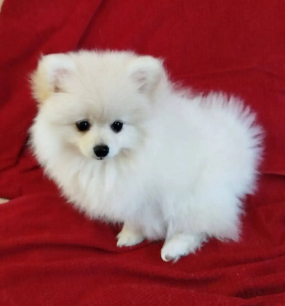 Продажа померанского шпица 3 месяца - Собаки (Животные) в Симферополь