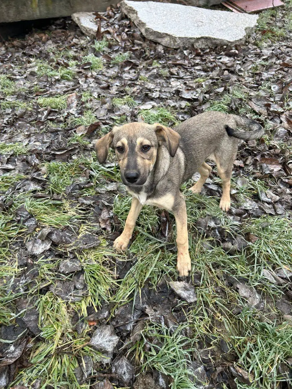 Ищу семью для девочки похожей на олененка - Собаки (Животные) в СИМФЕРОПОЛЬ