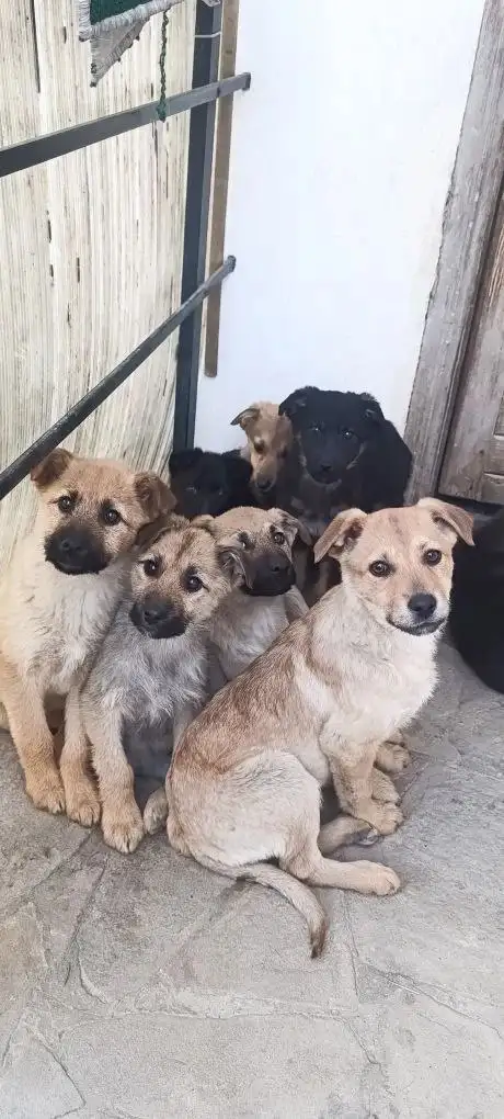 Щенки на передержке в Симферополе - Собаки (Животные) в Симферополь