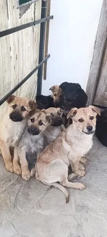 Щенки на передержке в Симферополе - Животные в Симферополь