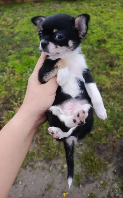 Продажа щенков Чихуахуа - Животные в Симферополь