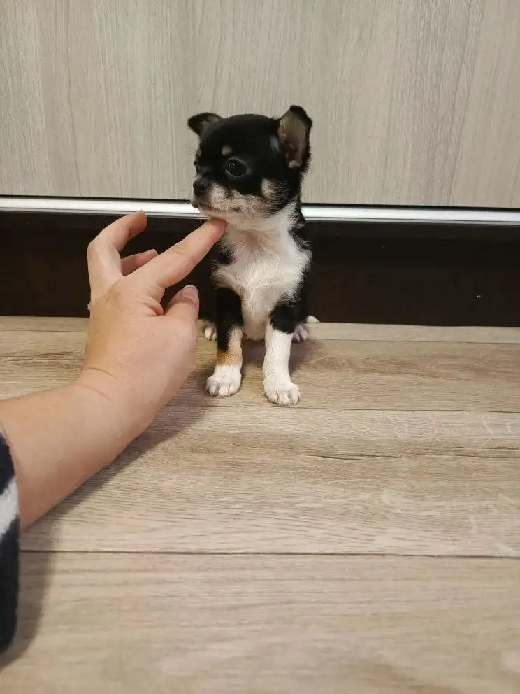 Продажа щенков Чихуахуа - Собаки (Животные) в Симферополь