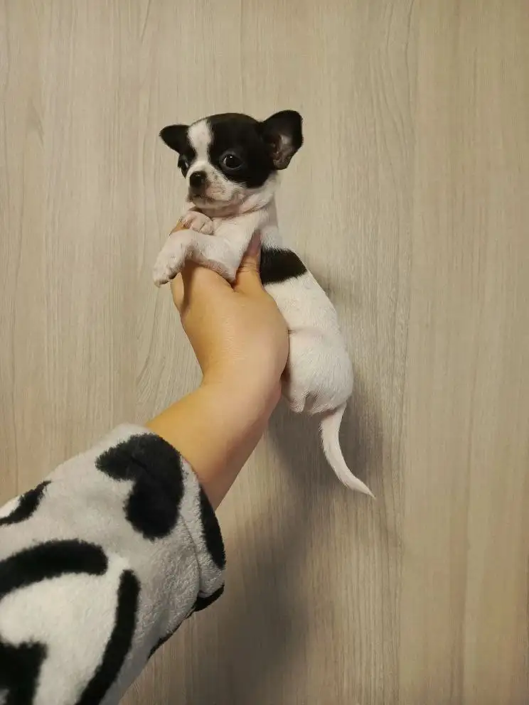 Продажа щенков Чихуахуа - Собаки (Животные) в Симферополь