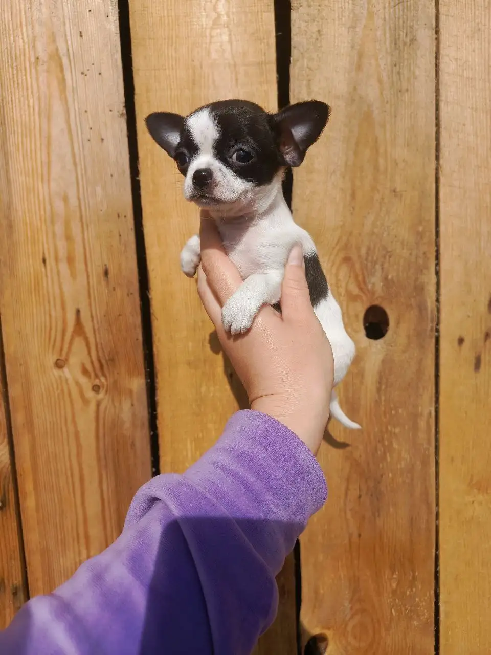 Щенки Чихуахуа в Симферополе - Собаки (Животные) в Симферополь