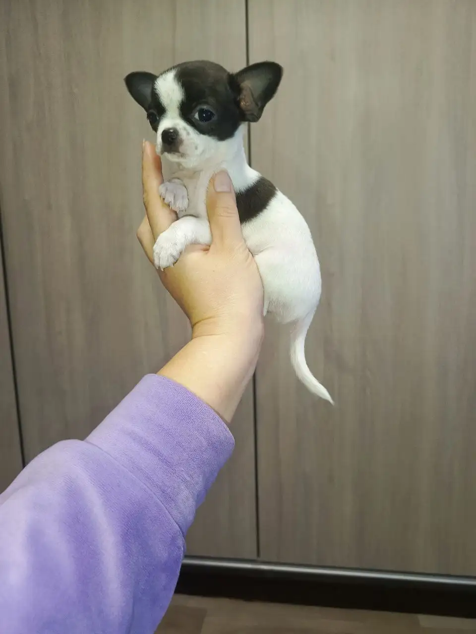 Щенки Чихуахуа в Симферополе - Собаки (Животные) в Симферополь