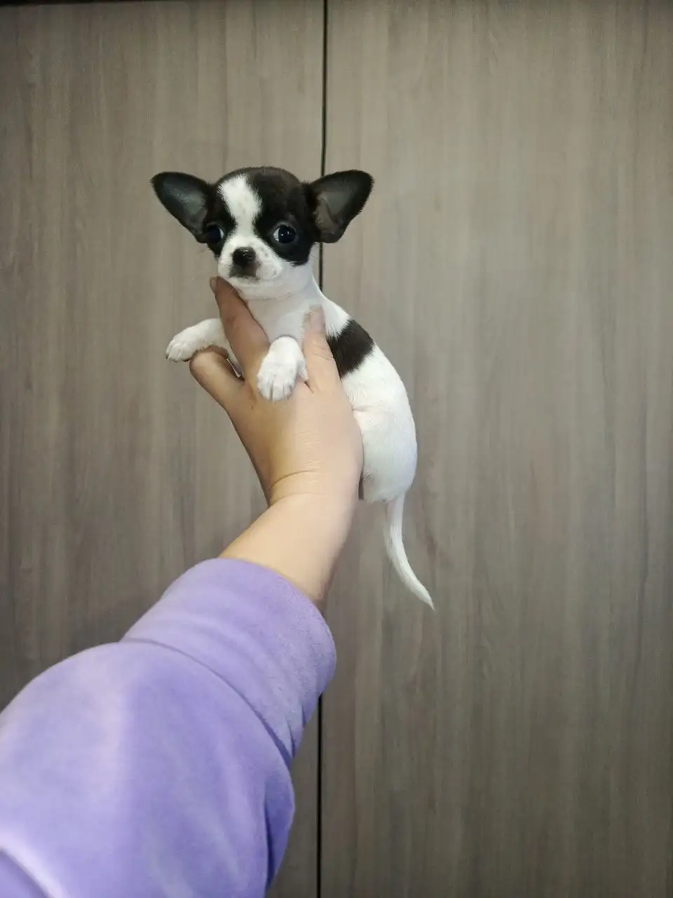 Щенки Чихуахуа в Симферополе - Собаки (Животные) в Симферополь