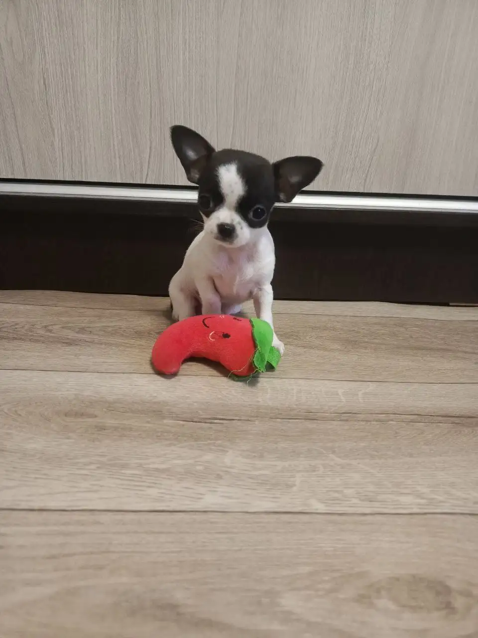 Щенки Чихуахуа в Симферополе - Собаки (Животные) в Симферополь