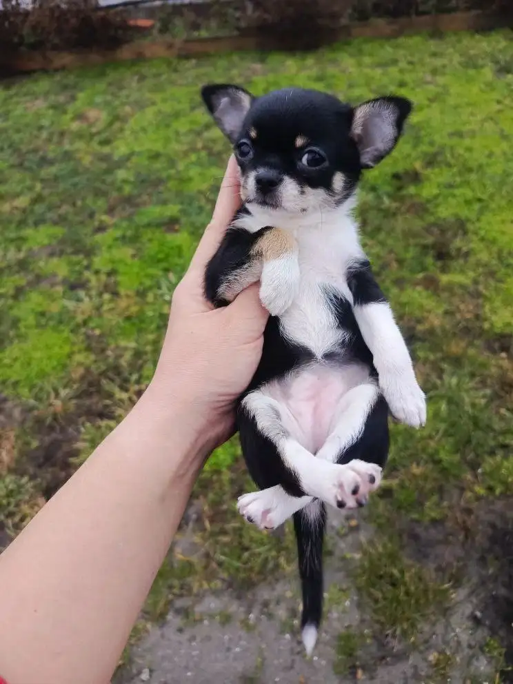 Щенки Чихуахуа в Симферополе - Собаки (Животные) в Симферополь