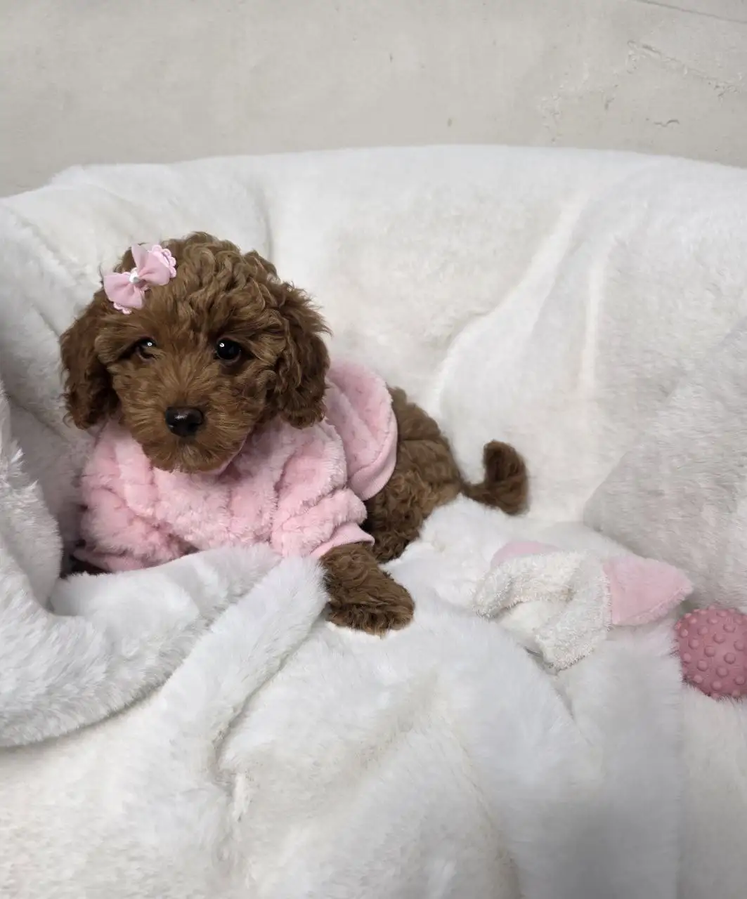 Пудель в поиске лучших родителей - Собаки (Животные) в Симферополь