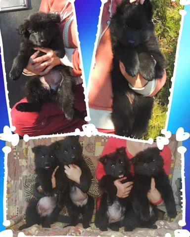 Щенки немецкой овчарки готовы к переезду - Собаки в Симферополь