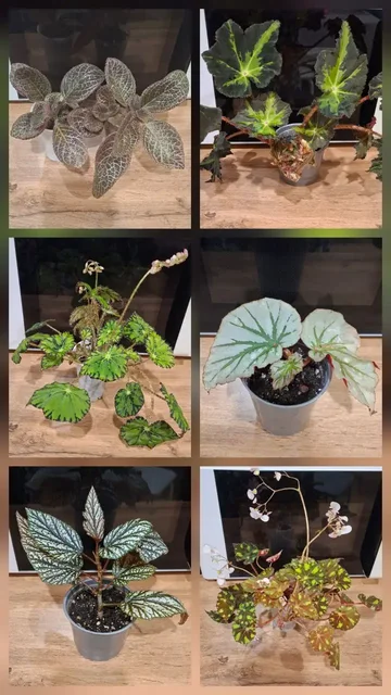 Продам комнатные цветы - Садоводство в Симферополь