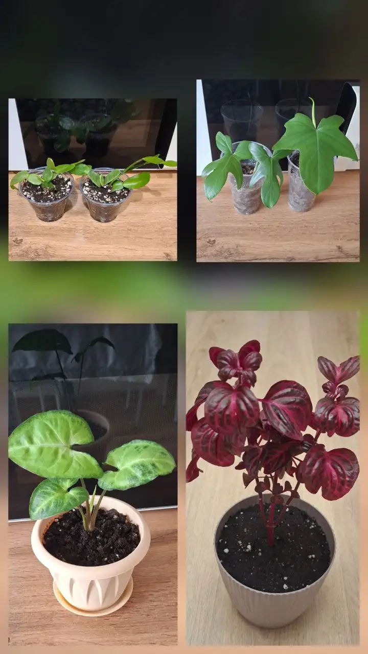 Продам комнатные цветы - Комнатные растения (Хобби и отдых) в Симферополь