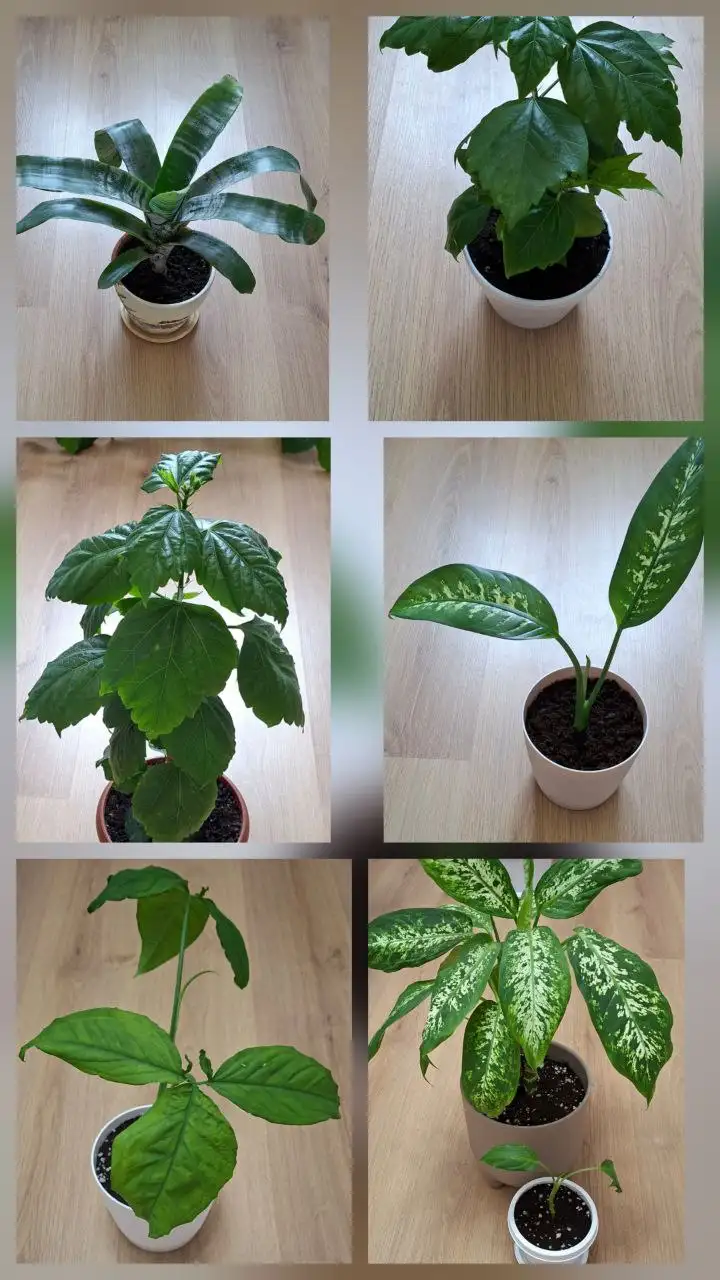 Продам комнатные цветы - Комнатные растения (Хобби и отдых) в Симферополь