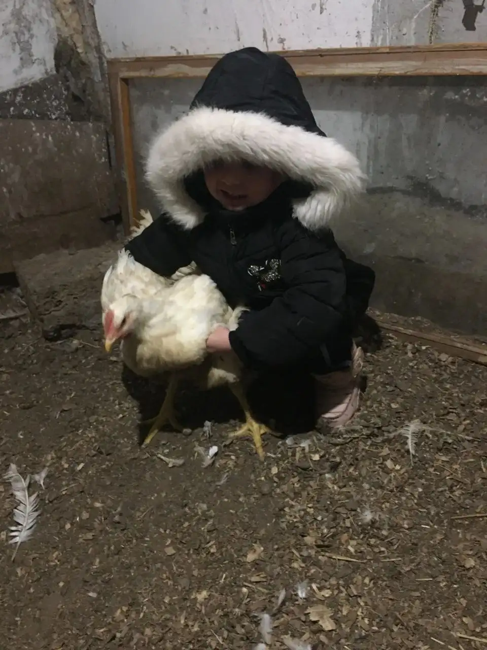 Продам мясо молодого домашнего бройлера - Продукты питания (Барахолка) в Симферополь