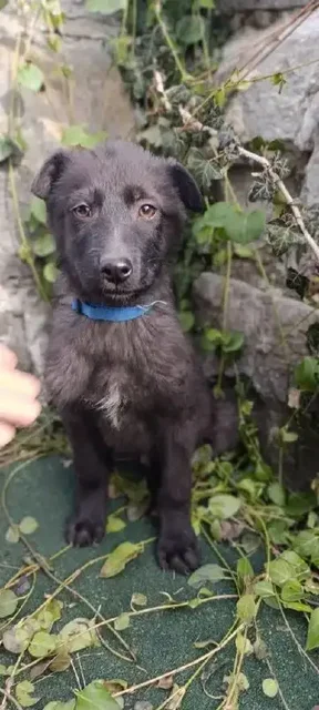 Щенки на передержке в Симферополе - Собаки в Симферополь