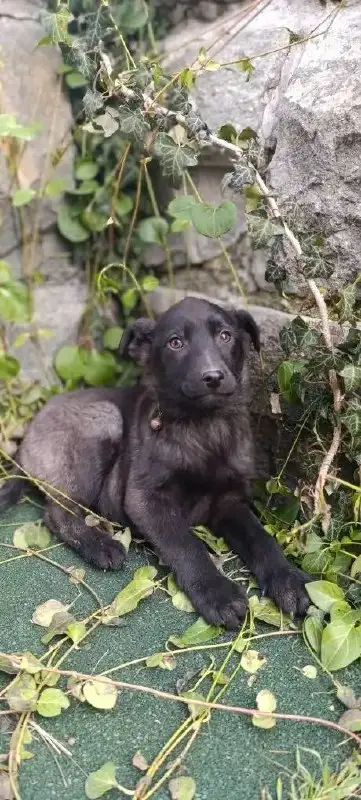 Щенки на передержке в Симферополе - Собаки (Животные) в Симферополь