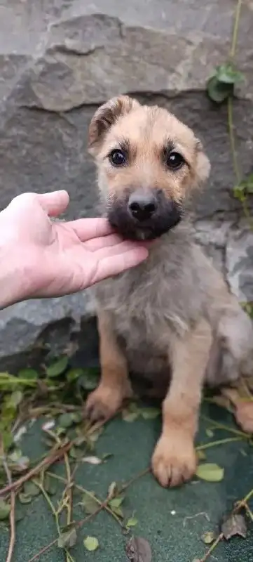 Щенки на передержке в Симферополе - Собаки (Животные) в Симферополь