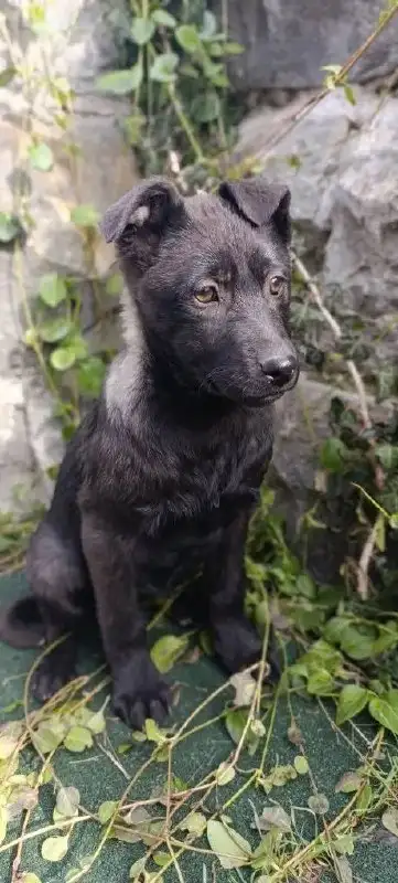 Щенки на передержке в Симферополе - Собаки (Животные) в Симферополь