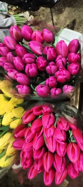 Предзаказ на тюльпаны к 8 марта - Хобби и отдых в Симферополь