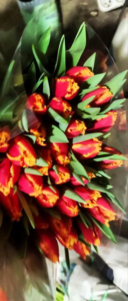 Предзаказ на тюльпаны к 8 марта - Цветы (Хобби и отдых) в Симферополь