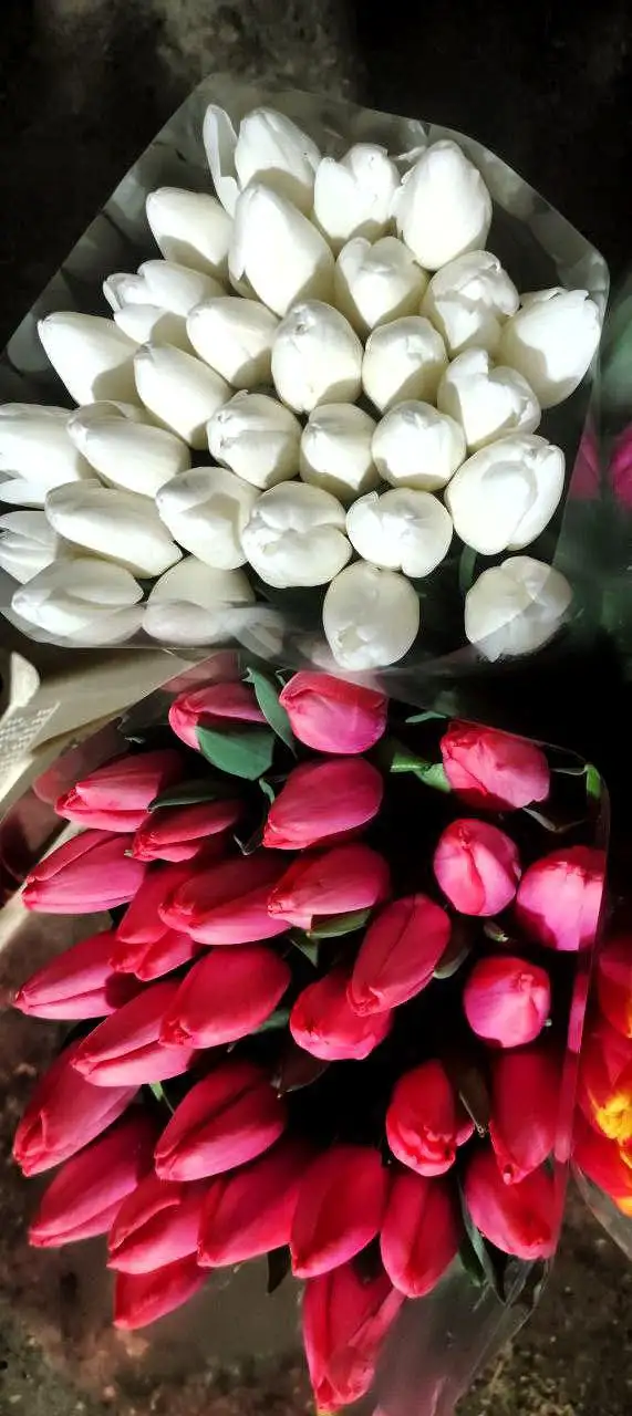 Предзаказ на тюльпаны к 8 марта - Цветы (Хобби и отдых) в Симферополь