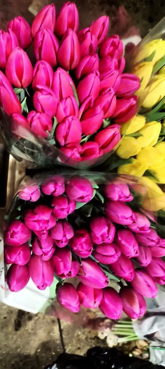 Предзаказ на тюльпаны к 8 марта - Цветы (Хобби и отдых) в Симферополь