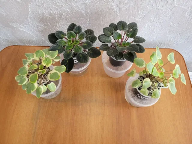 Продам сортовые фиалки - Хобби и отдых в Симферополь