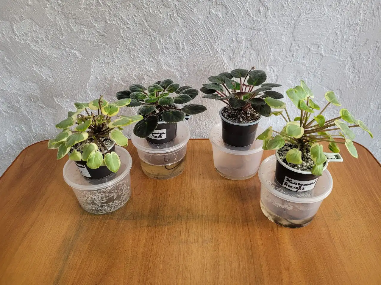 Продам сортовые фиалки - Растения (Хобби и отдых) в Симферополь