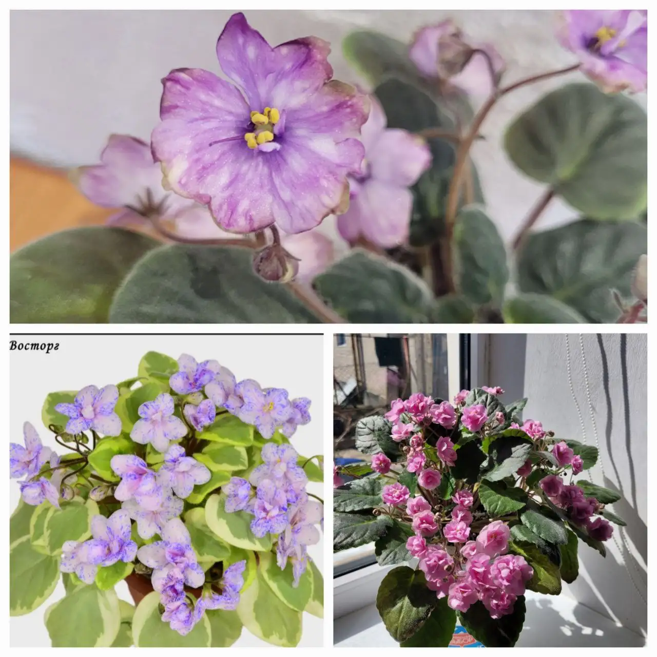 Продам сортовые фиалки - Растения (Хобби и отдых) в Симферополь