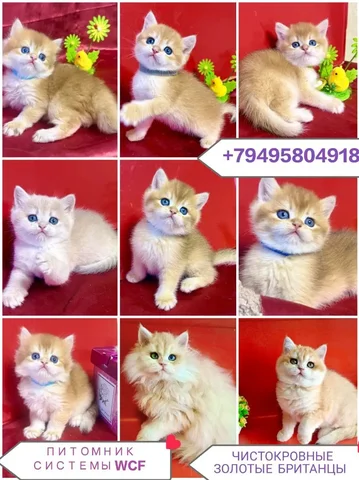 Чистокровные британские котята золотых окрасов с документами - частное объявление в Симферополь