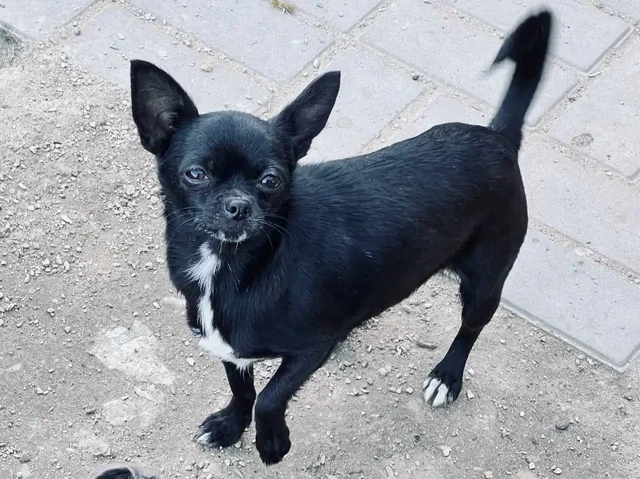 Щенки чихуахуа, девочки и мальчики - Птицеводство в Симферополь