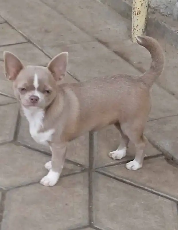 Щенки чихуахуа, девочки и мальчики - Собаки (Животные) в Симферополь