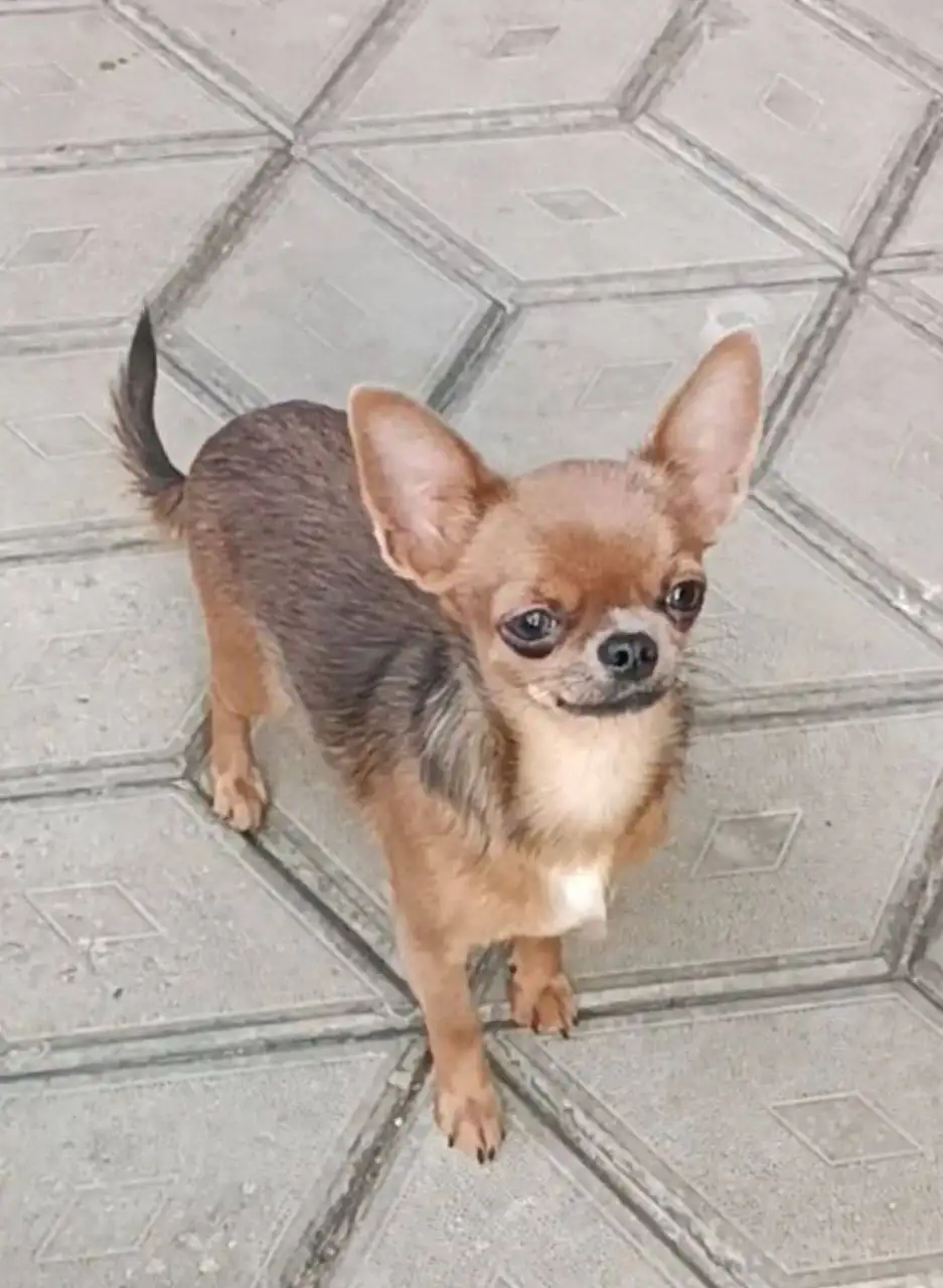 Щенки чихуахуа, девочки и мальчики - Собаки (Животные) в Симферополь