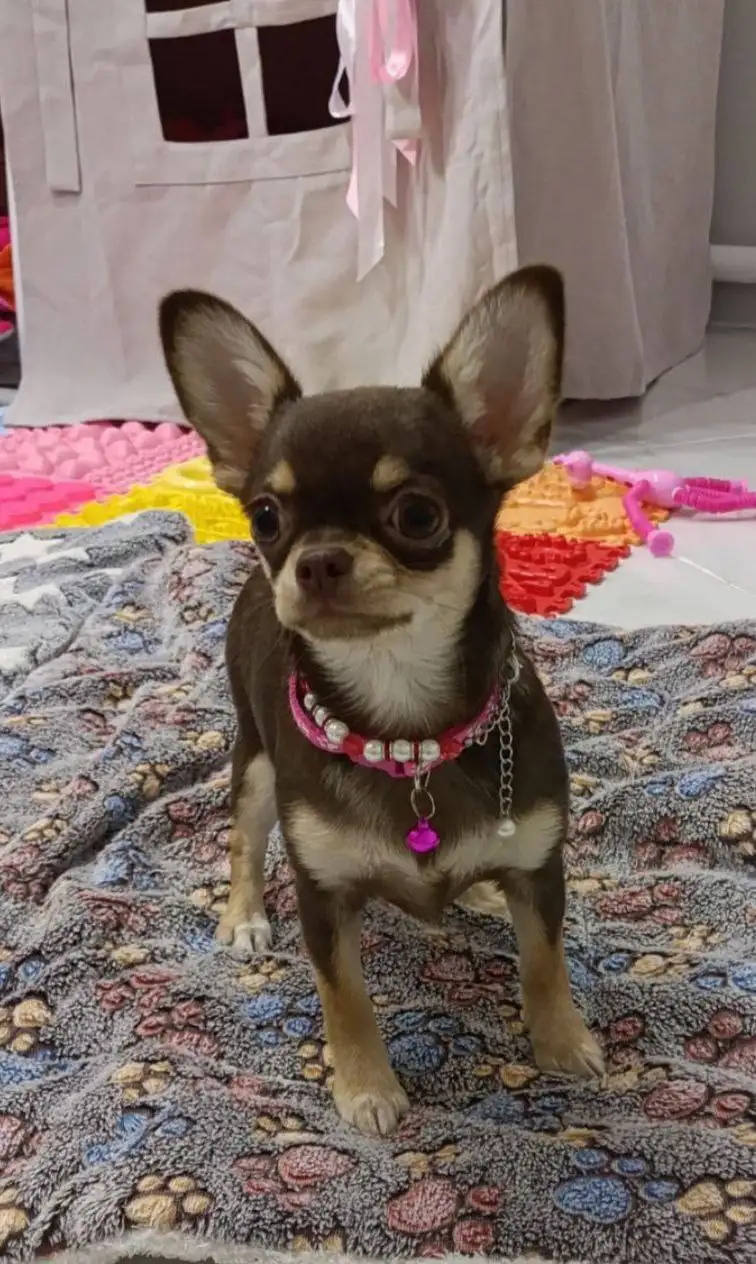 Щенки чихуахуа, девочки и мальчики - Собаки (Животные) в Симферополь