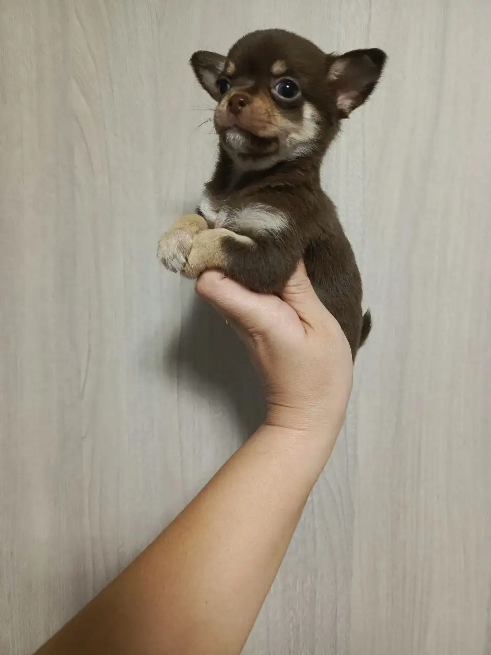 Щенки Чихуахуа мальчики черный триколор и шоколадный - Собаки (Животные) в Симферополь