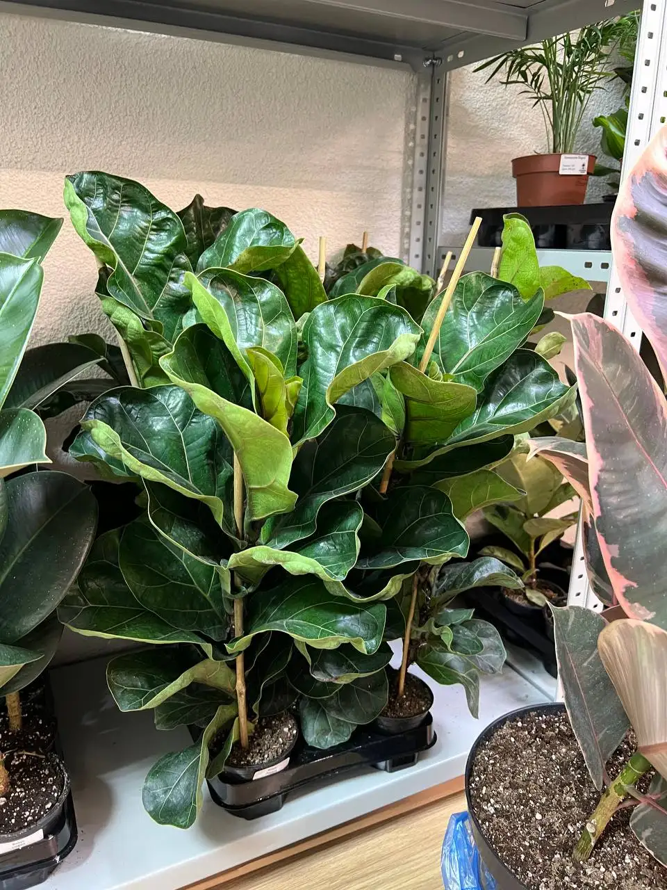 Комнатные растения в Симферополе - Комнатные растения (Хобби и отдых) в Симферополь