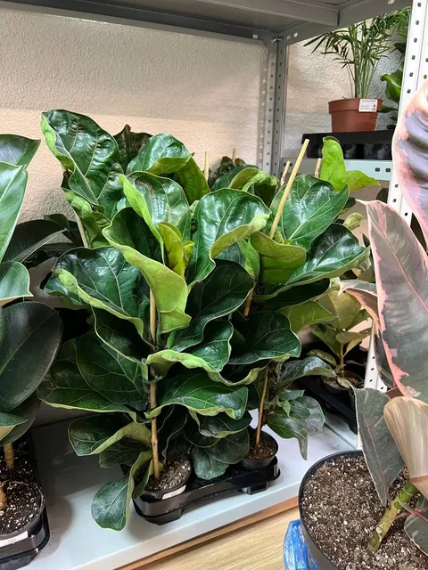 Комнатные растения в Симферополе - Конструкторы в Симферополь