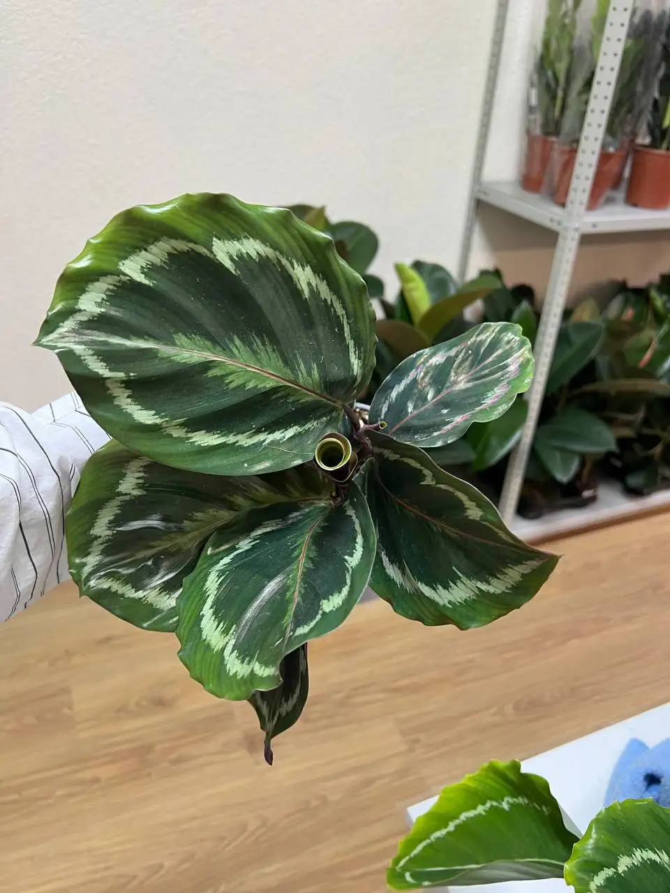 Комнатные растения в Симферополе - Комнатные растения (Хобби и отдых) в Симферополь