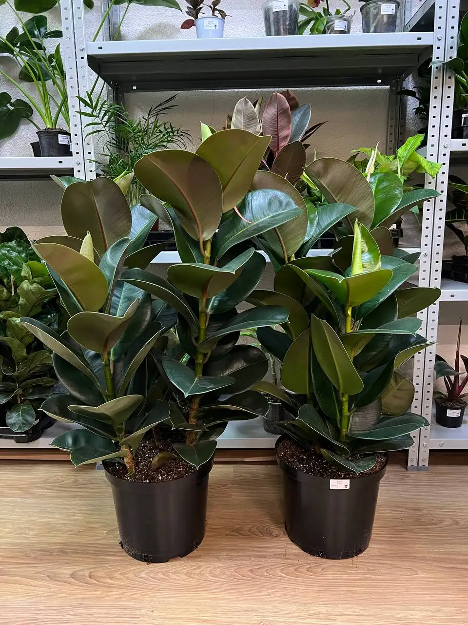 Комнатные растения в Симферополе - Комнатные растения (Хобби и отдых) в Симферополь