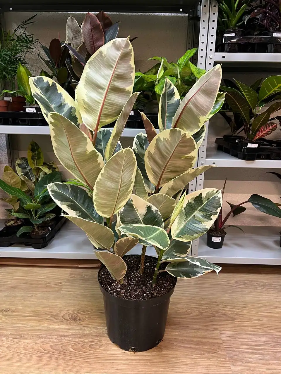 Комнатные растения в Симферополе - Комнатные растения (Хобби и отдых) в Симферополь