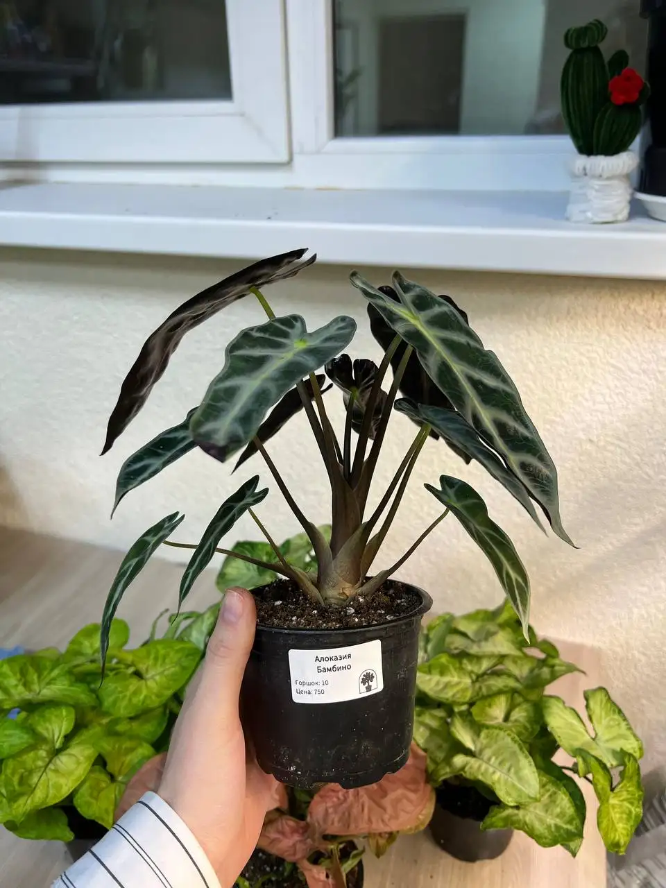 Комнатные растения в Симферополе - Комнатные растения (Хобби и отдых) в Симферополь