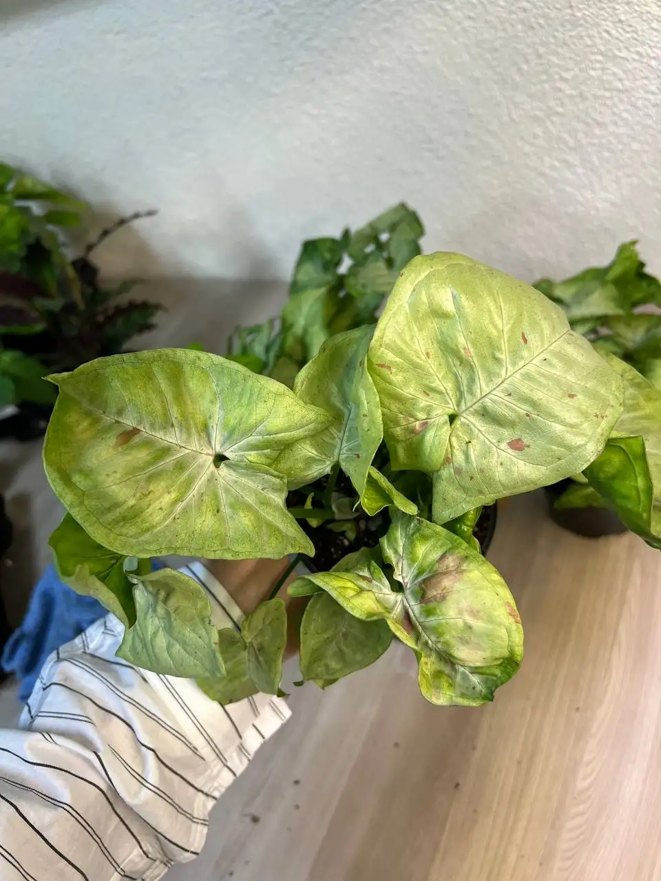 Комнатные растения в Симферополе - Комнатные растения (Хобби и отдых) в Симферополь