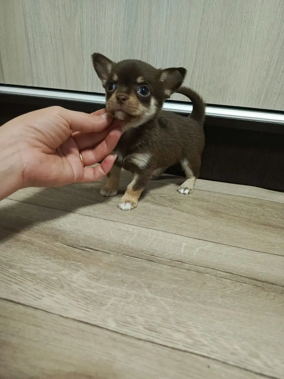 Щенки Чихуахуа в Симферополе - Собаки (Животные) в Симферополь