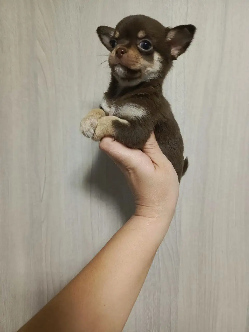 Щенки Чихуахуа в Симферополе - Собаки (Животные) в Симферополь